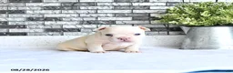 French Bulldog dogs for sale: Atlas - Ad 2