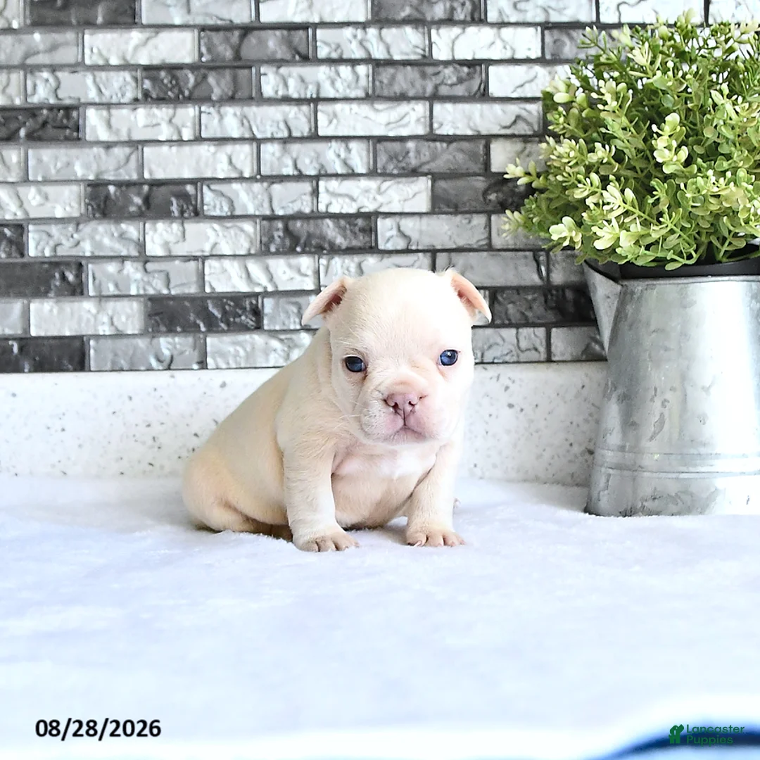 French Bulldog dogs for sale: Atlas - Ad 2