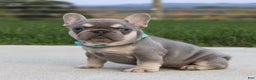 French Bulldog dogs for sale: Arie - Ad 1
