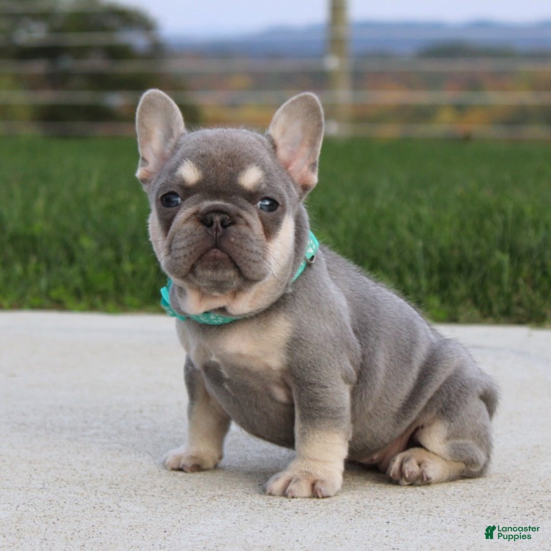 French Bulldog dogs for sale: Arie - Ad 1