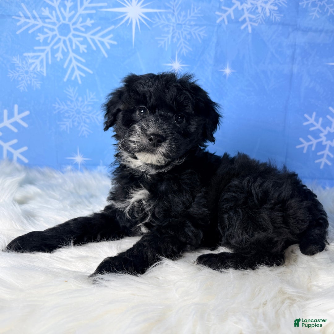 Yorkiepoo dogs for sale: Beau - Ad 2