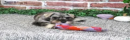 Miniature Schnauzer dogs for sale: Draya - Ad 4