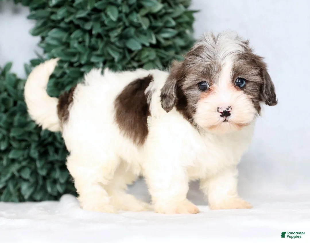 Havapoo dogs for sale: Lainey - Ad 8