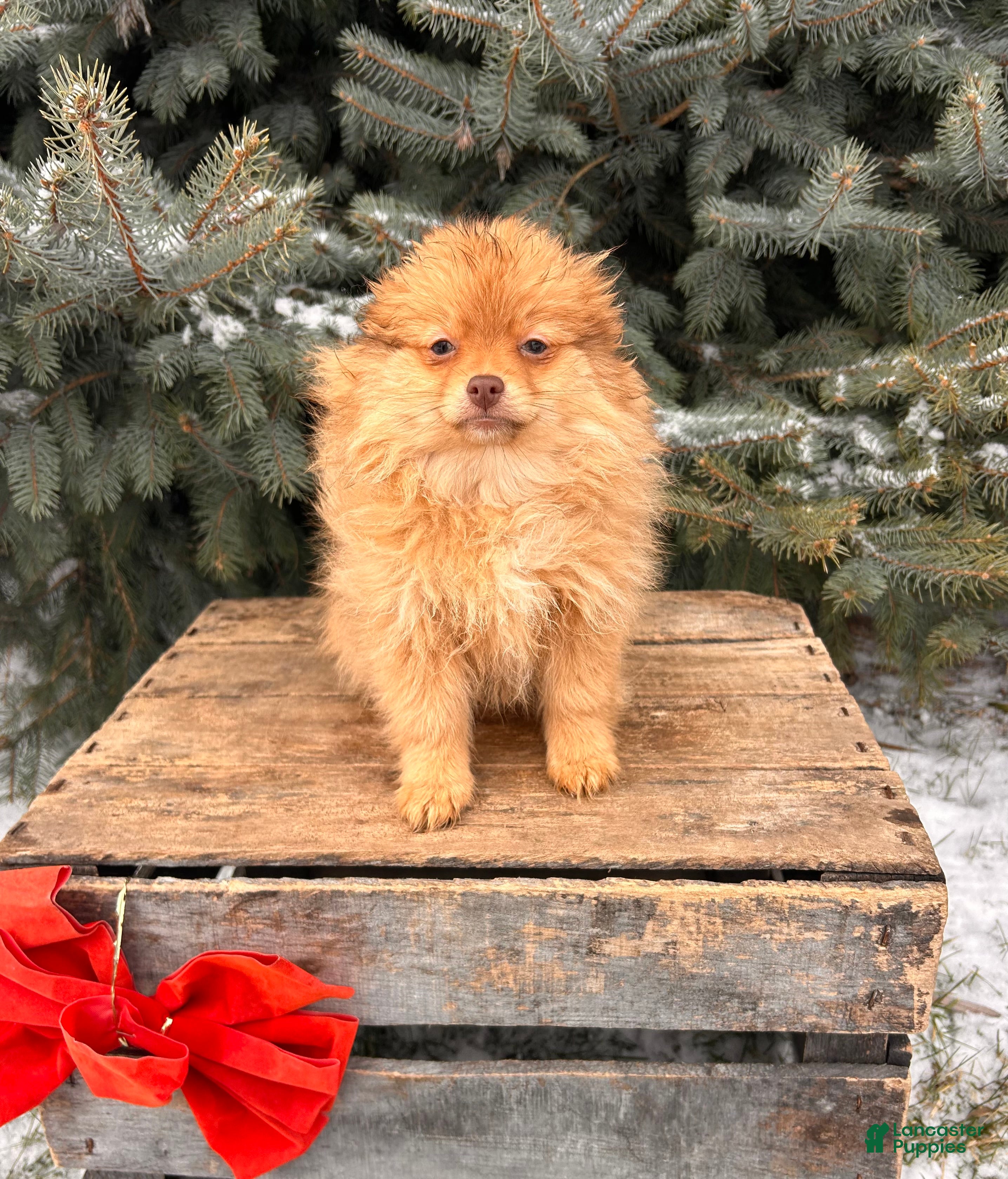 Pomeranian dogs Nutmeg - Ad 23