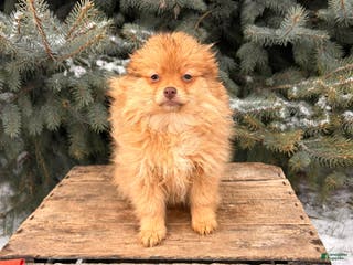 Pomeranian dogs Nutmeg - Ad 23