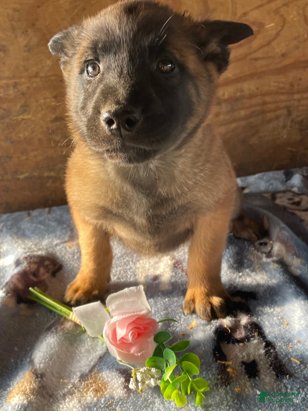 Belgian Malinois dogs for sale: Thor - Ad 2