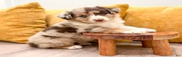Australian Shepherd dogs for sale: Bailey - Ad 2