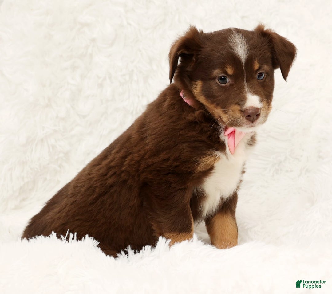Australian Shepherd dogs for sale: Jackie - Ad 8