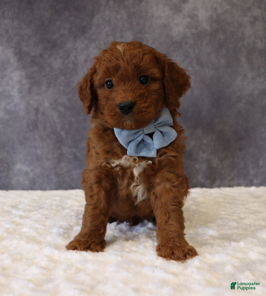 Mini Goldendoodle dogs for sale: Milo - Ad 6