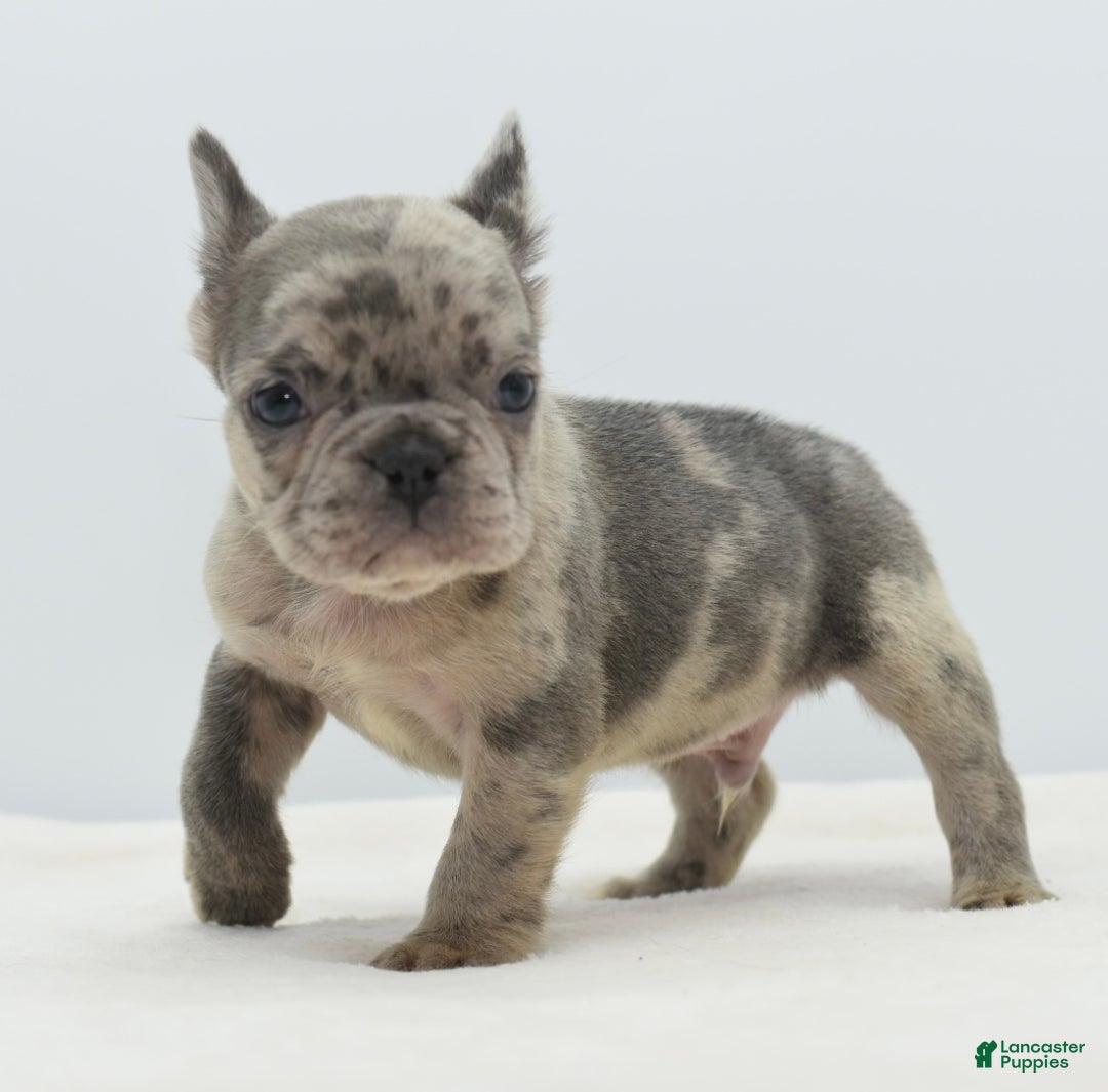 Mixed Breed dogs for sale: Hollywood merle blue  - Ad 22