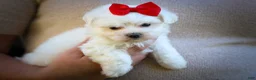 Maltese dogs for sale: Mirella🎀 - Ad 7