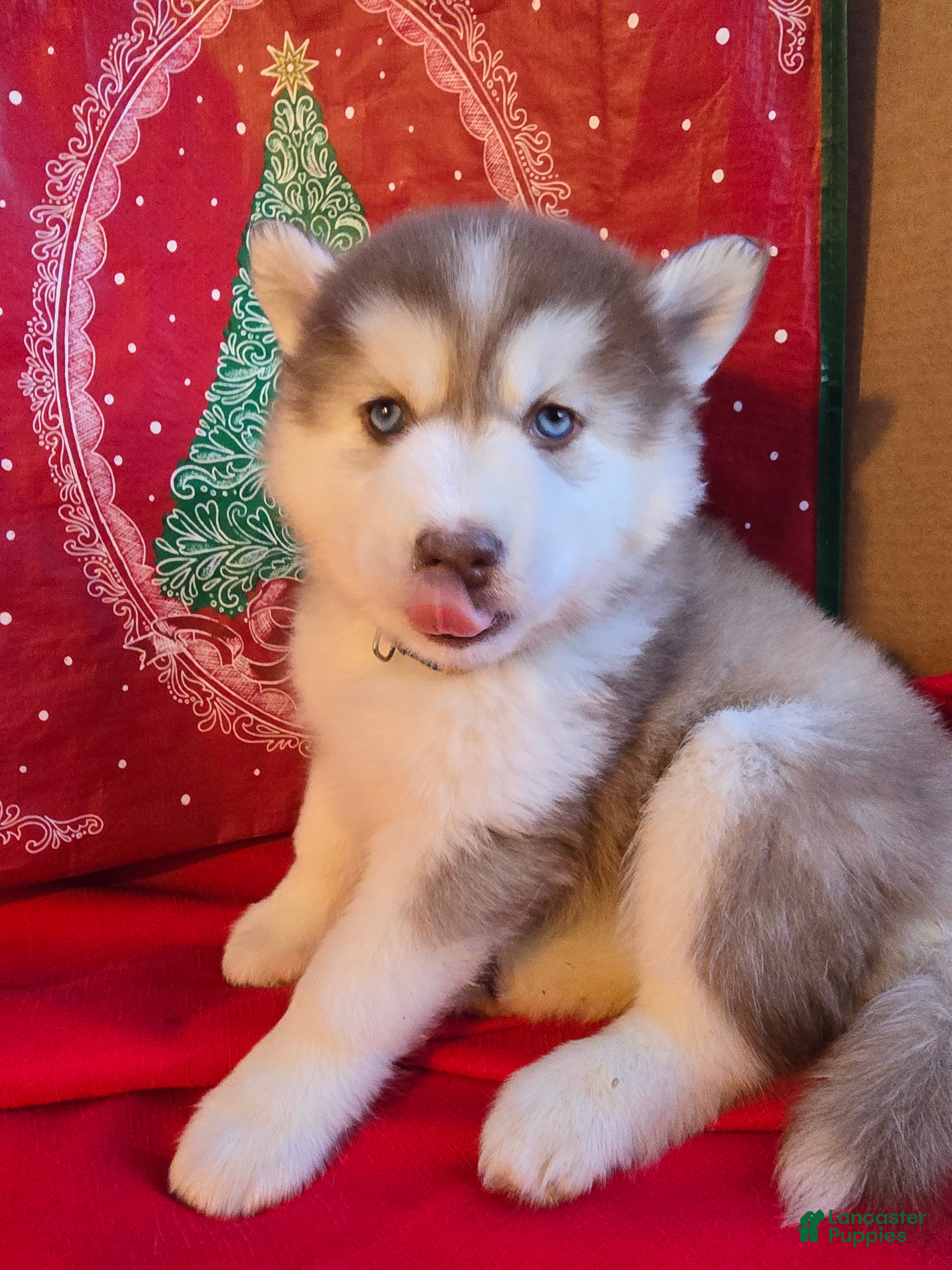 Pomsky dogs Maverick - Ad 8