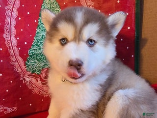 Pomsky dogs Maverick - Ad 8