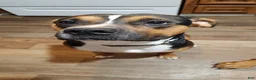 Mixed Breed dogs for sale: Rigbie - Ad 2