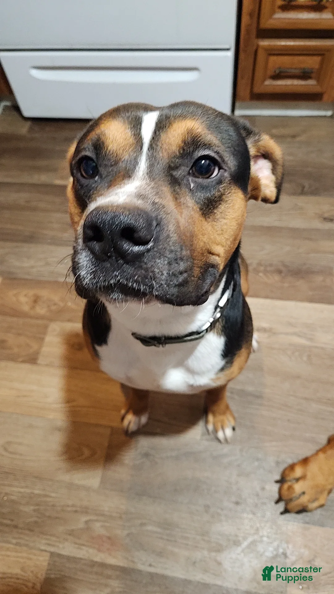 Mixed Breed dogs for sale: Rigbie - Ad 2