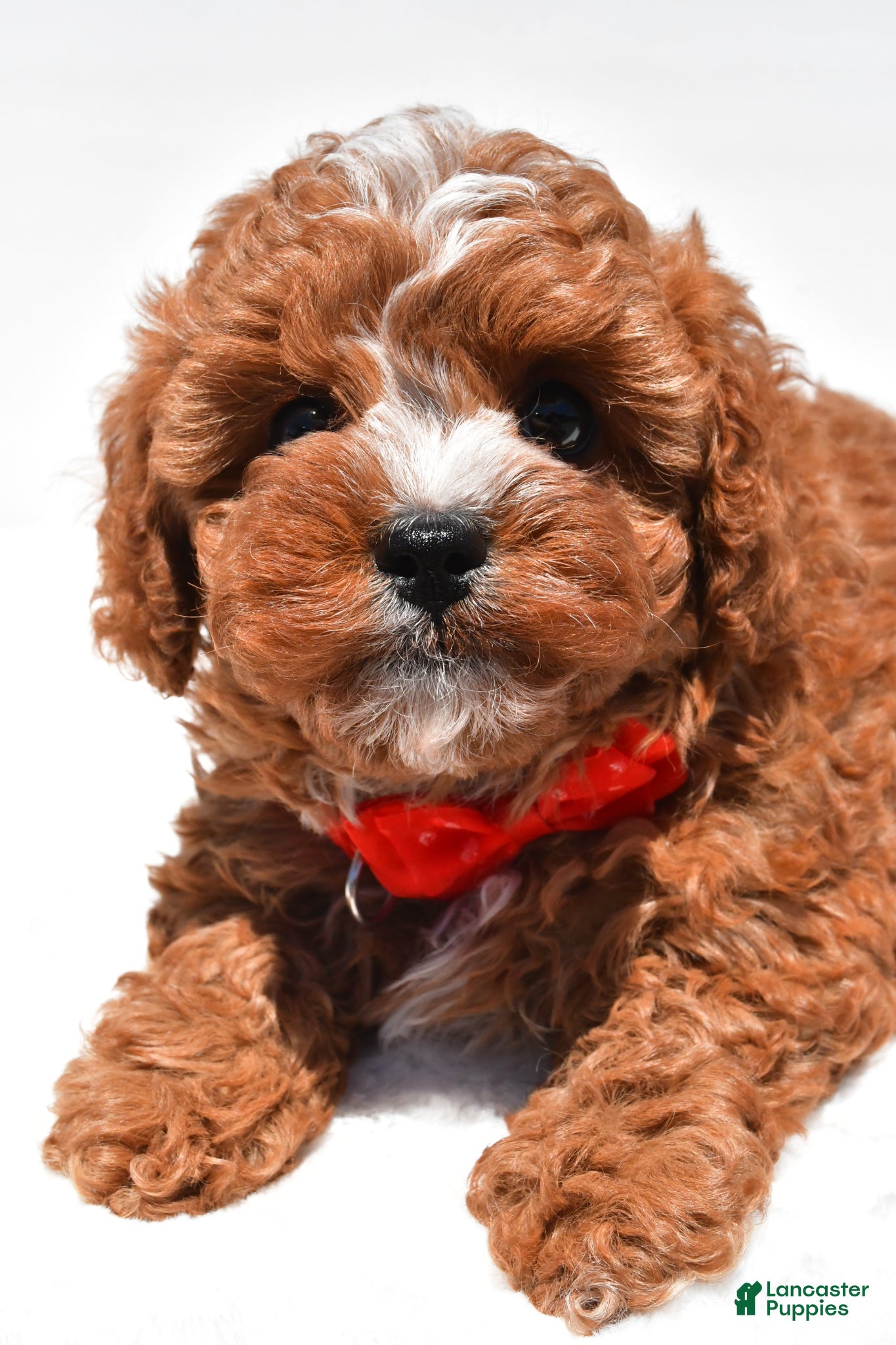 Cavapoo dogs for sale: Zain f1b - Ad 6