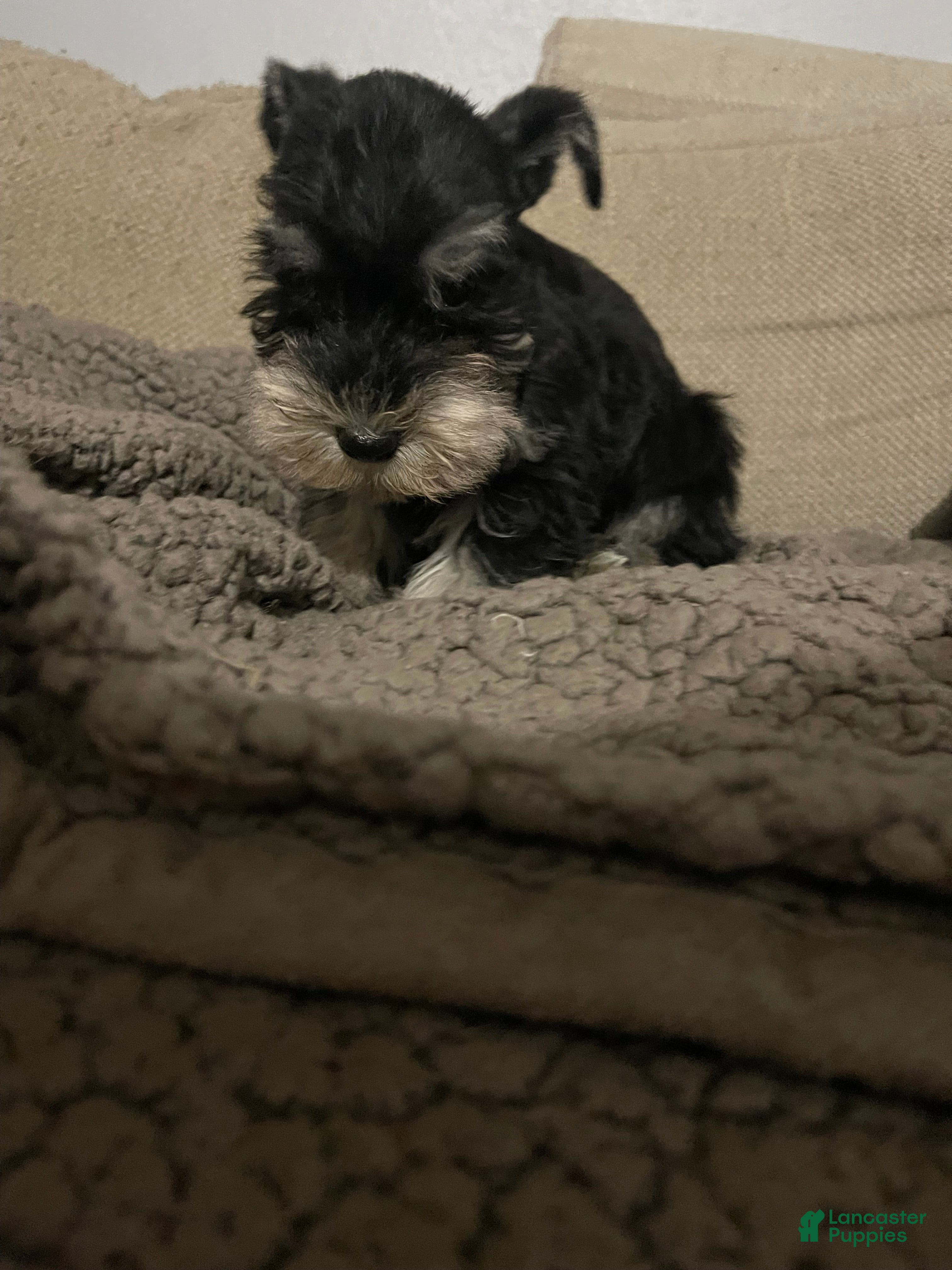 Miniature Schnauzer dogs Miniature Schnauzer 6 - Ad 5