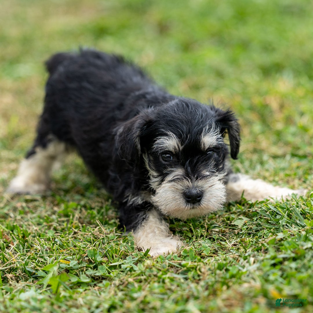 Miniature Schnauzer dogs for sale: Spencer - Ad 6