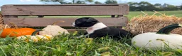 Boston Terrier dogs for sale: Dakota - Ad 5