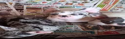 French Bulldog dogs for sale: Facee - Ad 6