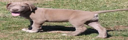 Great Dane dogs for sale: Hope - Ad 10