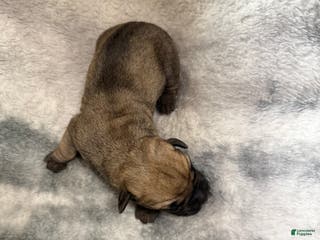 Cane Corso dogs Cane Corso Puppy 1 Vito - Ad 38