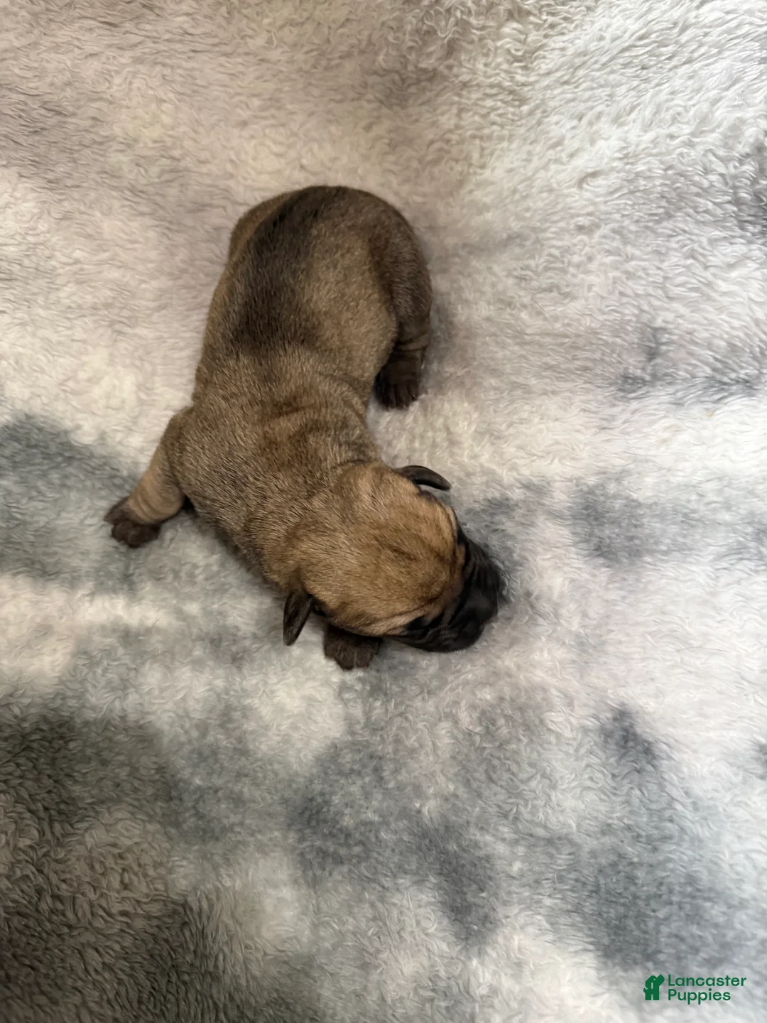 Cane Corso dogs for sale: Cane Corso Puppy 1 Vito - Ad 1