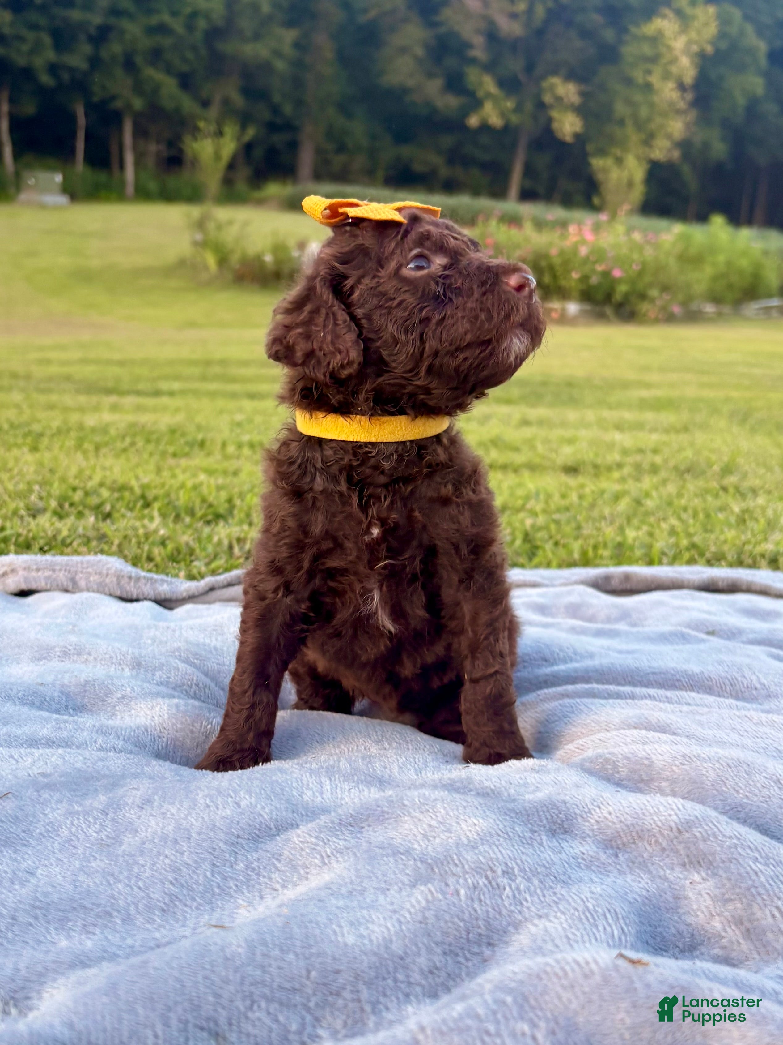 Standard Poodle dogs Gold collar - Ad 2