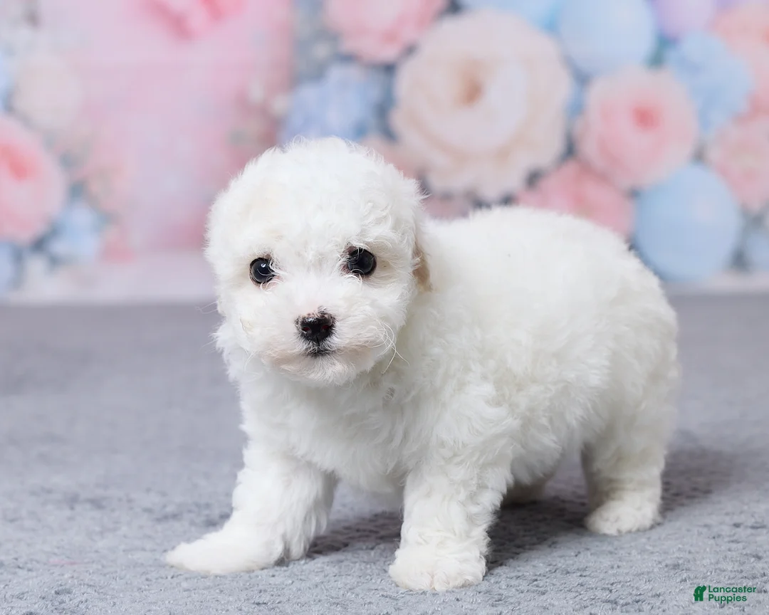Bichon Frise dogs for sale: Willow - Ad 5