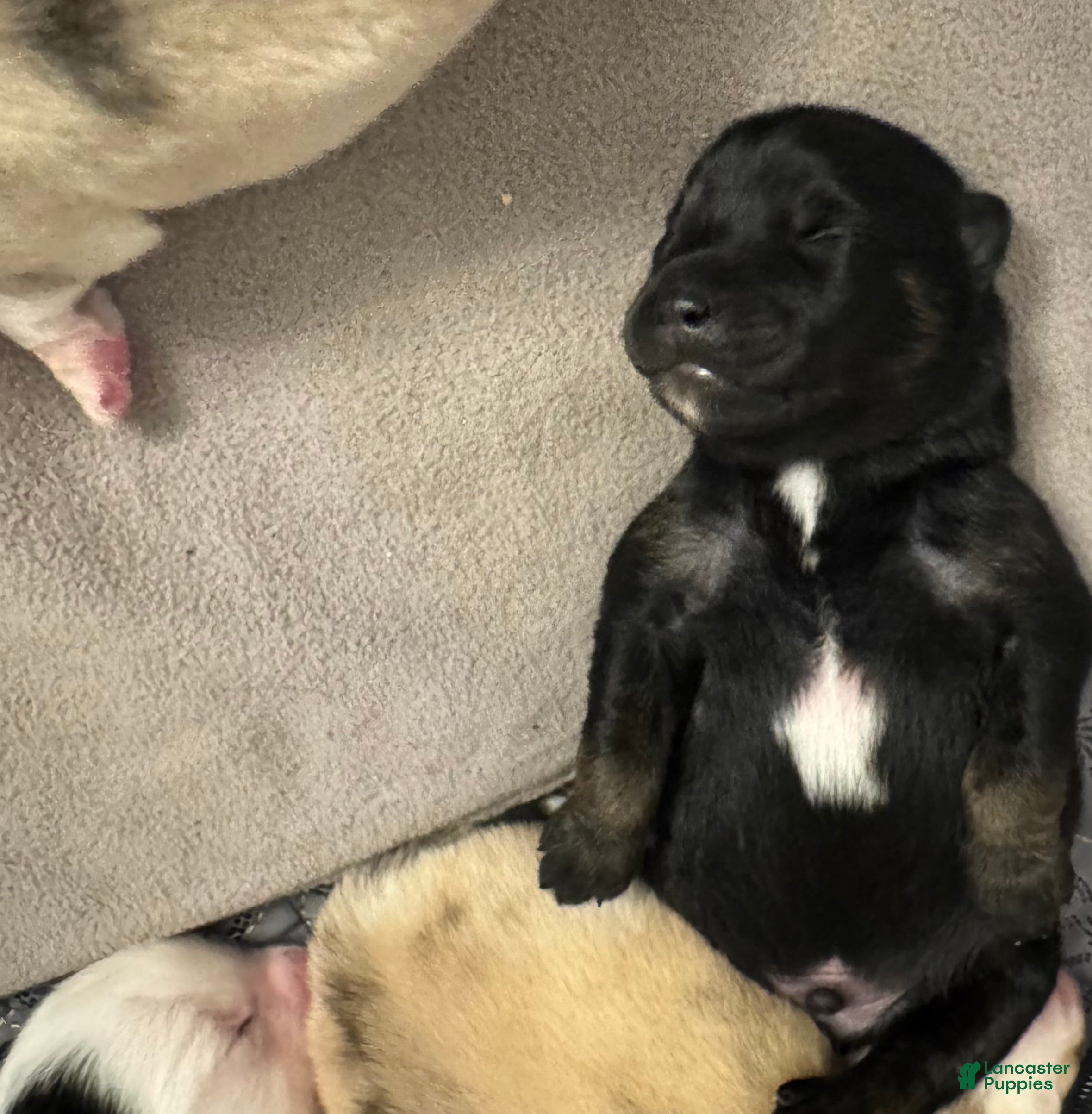 Pomsky dogs Black Male - Ad 3