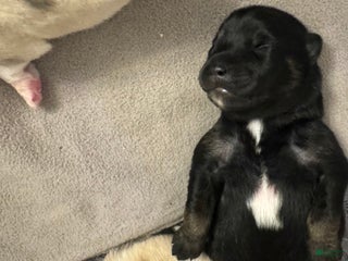 Pomsky dogs Black Male - Ad 2