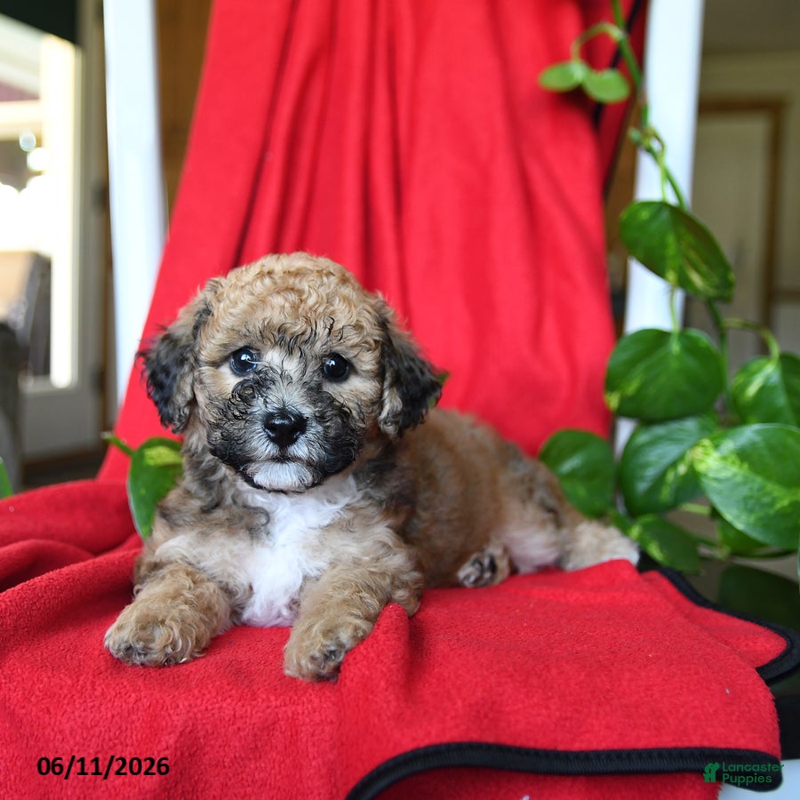 Bichpoo dogs Smores - Ad 1