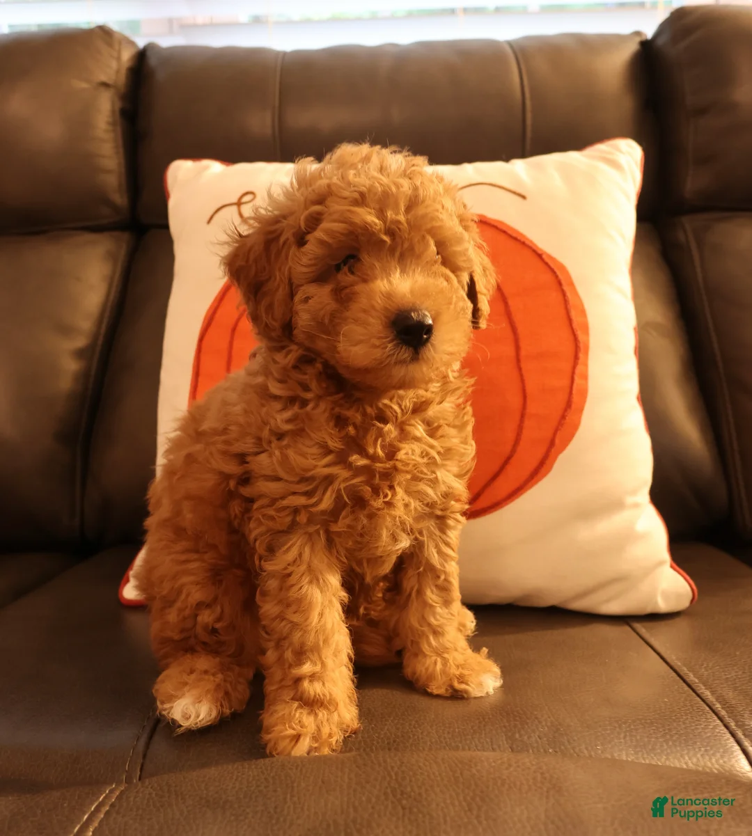 Bichpoo dogs for sale: Teddy - Ad 2
