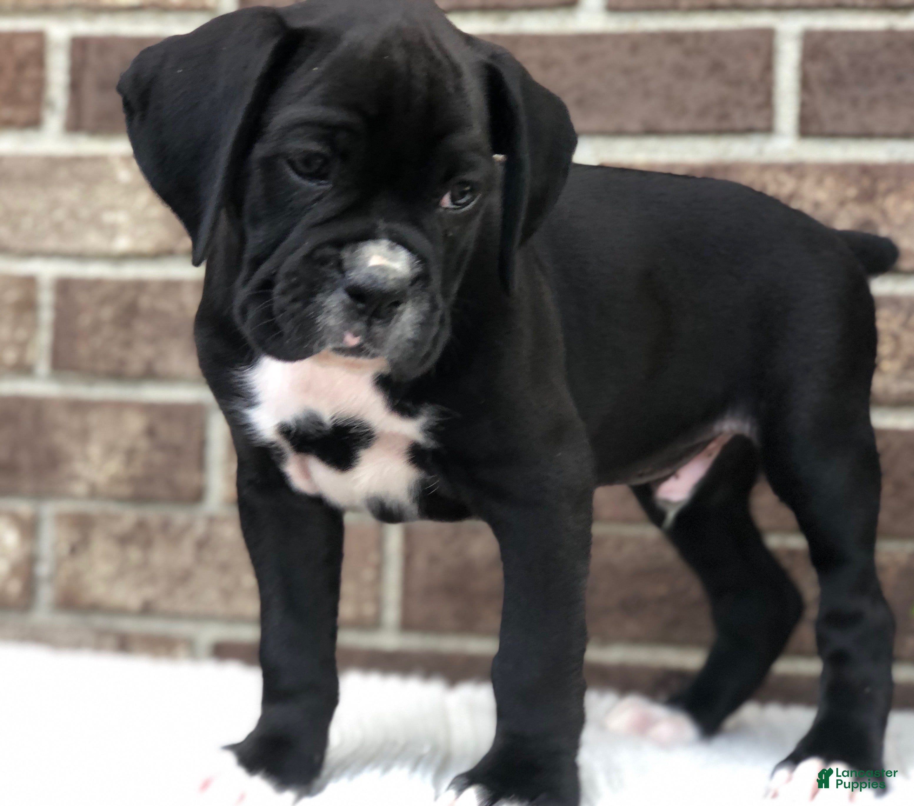 Boxer dogs Bobby - Ad 1