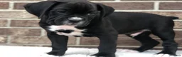 Boxer dogs for sale: Bobby - Ad 1