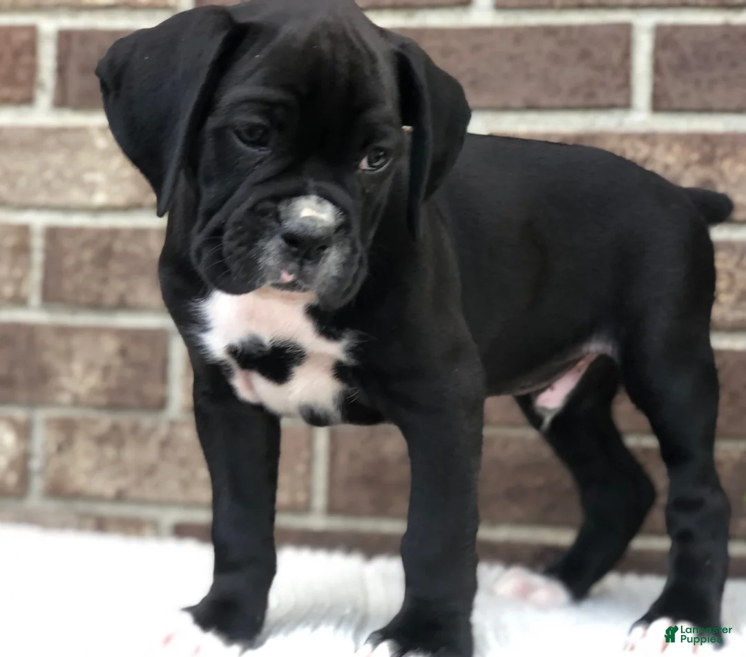Boxer dogs for sale: Bobby - Ad 1
