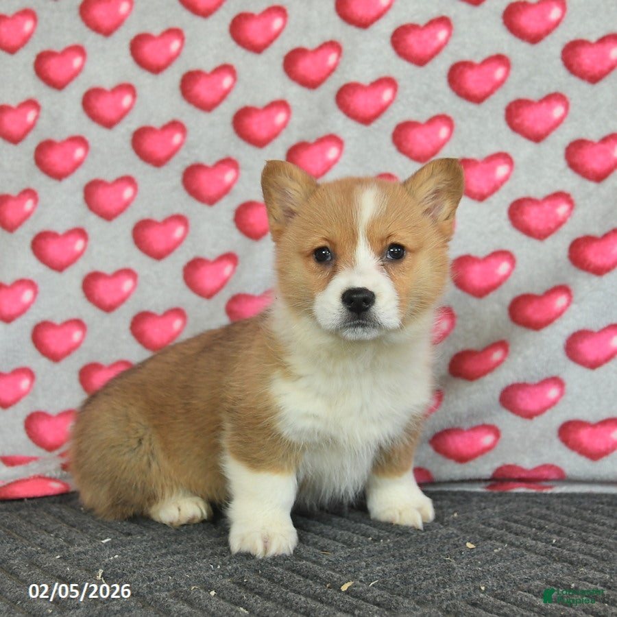 Welsh Corgi Pembroke dogs Pearl  - Ad 3