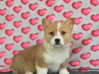 Welsh Corgi Pembroke dogs Pearl - Ad 3