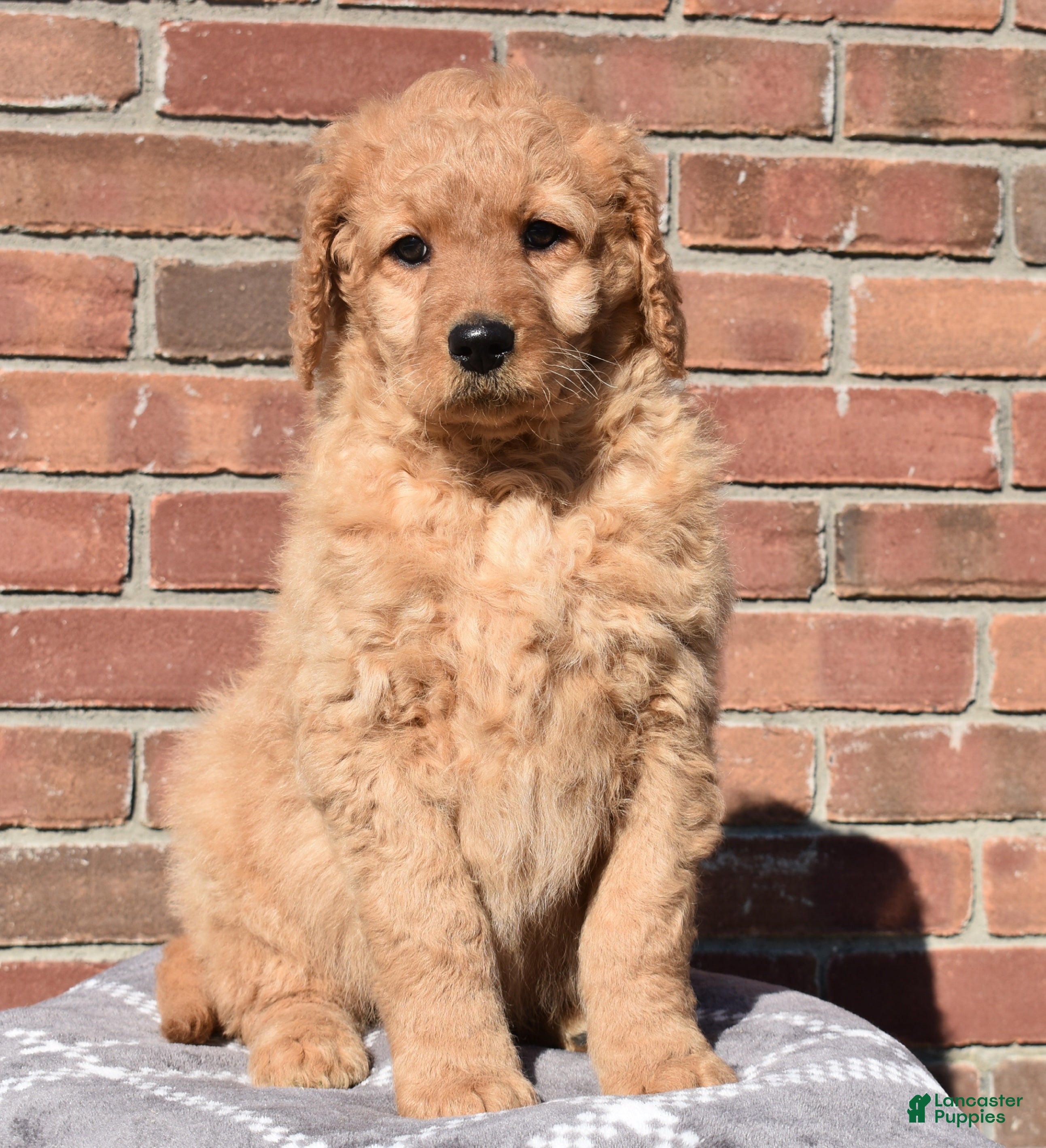 Goldendoodle dogs Buster  - Ad 2