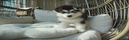 Alaskan Malamute dogs for sale: Xiao Hong - Ad 7