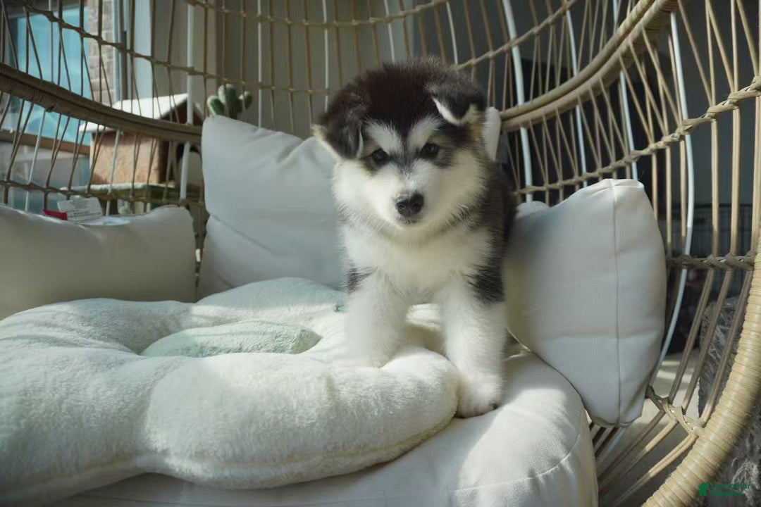 Alaskan Malamute dogs for sale: Xiao Hong - Ad 7