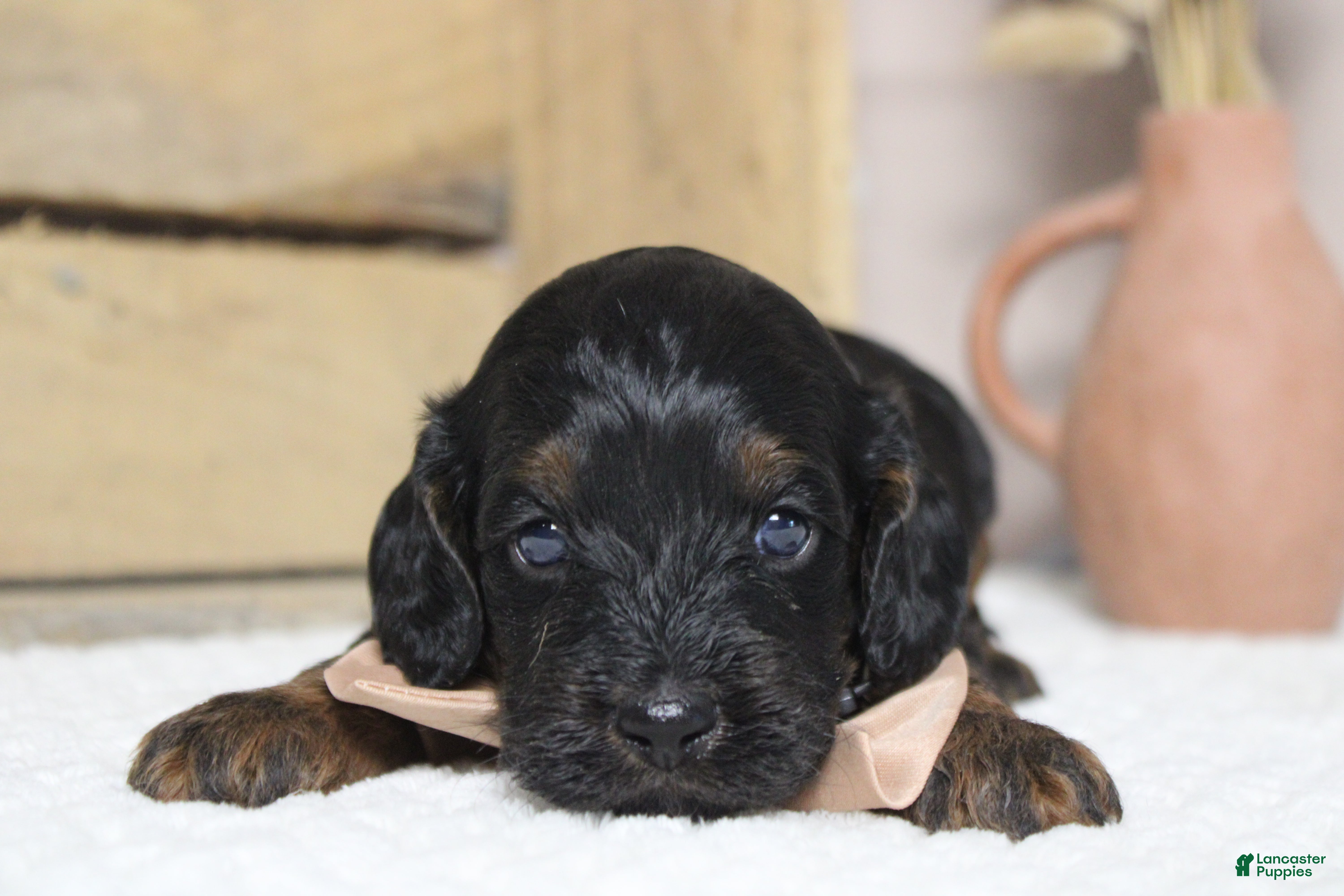 Cockapoo dogs Toffee  - Ad 6