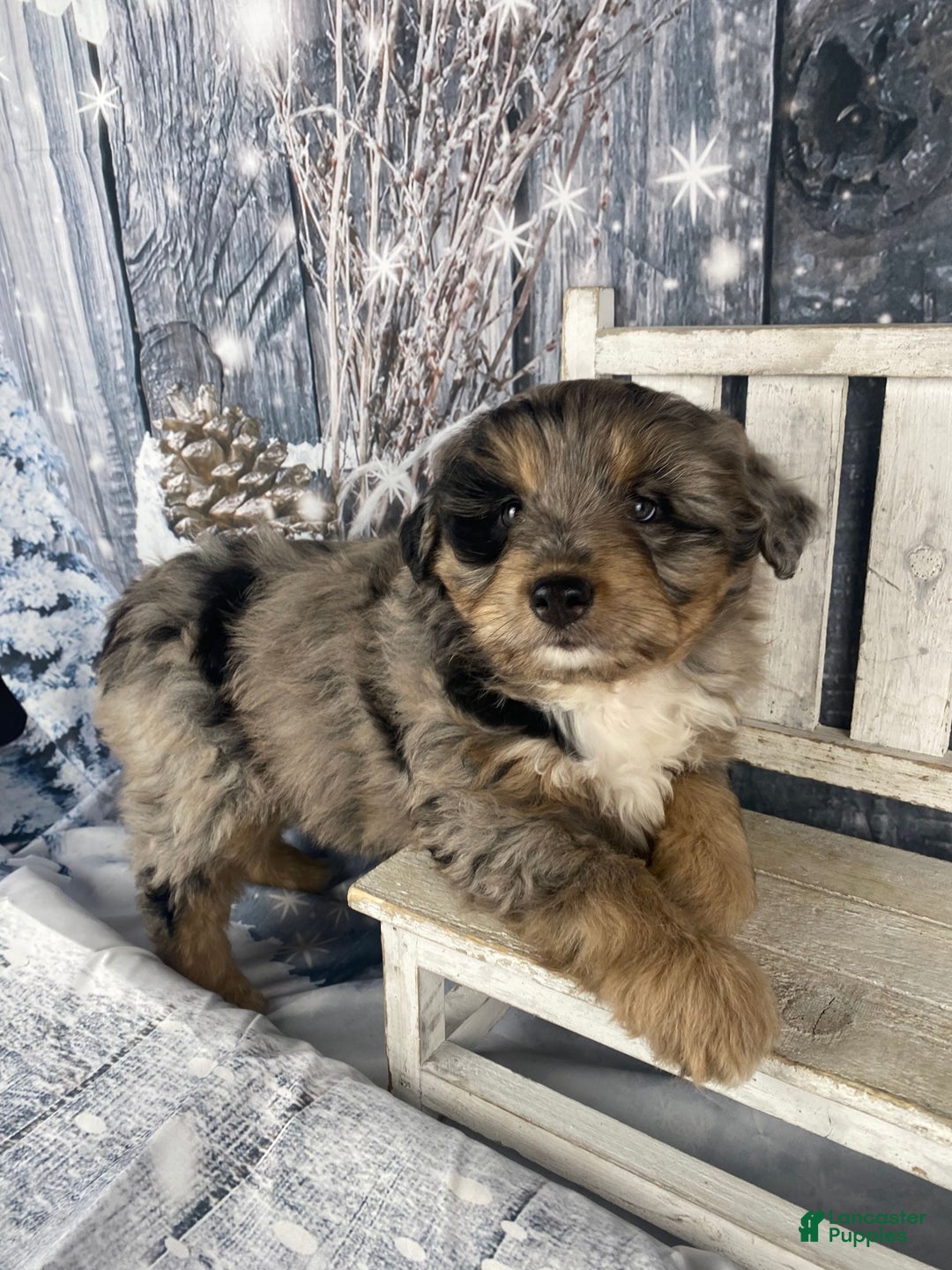 Aussiedoodle dogs for sale: Smores - Ad 12