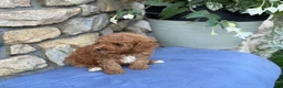 Miniature Poodle dogs for sale: Major - Ad 12
