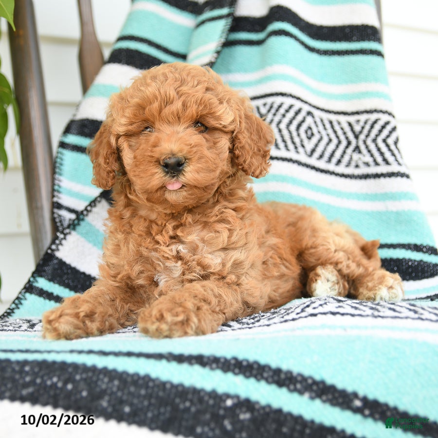 Miniature Poodle dogs Tamie - Ad 2