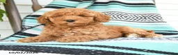 Miniature Poodle dogs for sale: Tamie - Ad 2