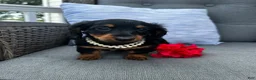 Miniature Dachshund dogs for sale: Lucy - Ad 1