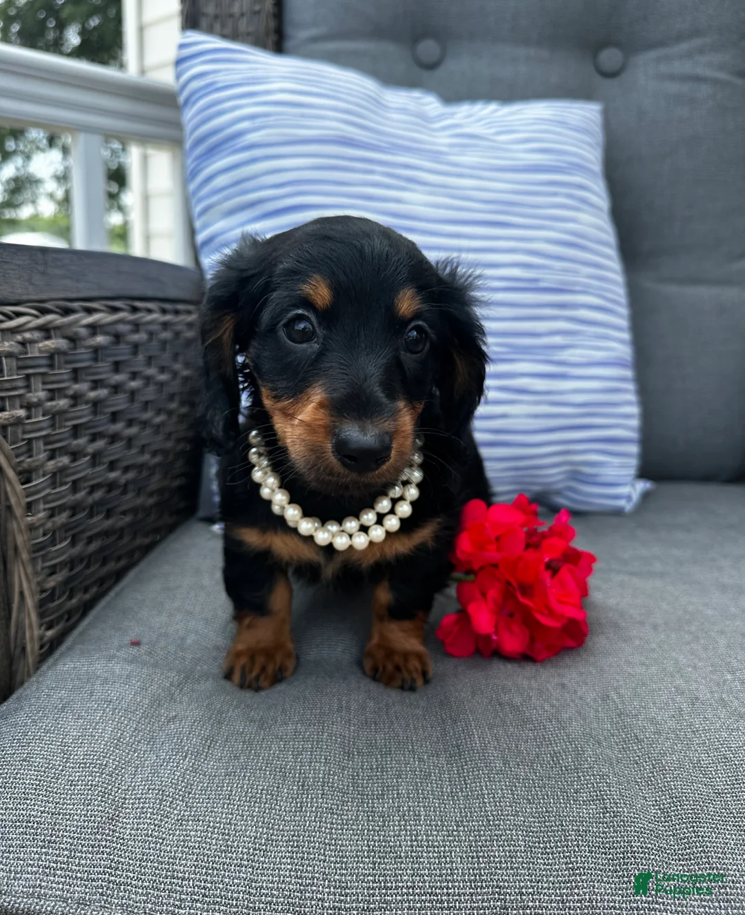 Miniature Dachshund dogs for sale: Lucy - Ad 1