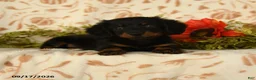 Miniature Dachshund dogs for sale: Puddles - Ad 4