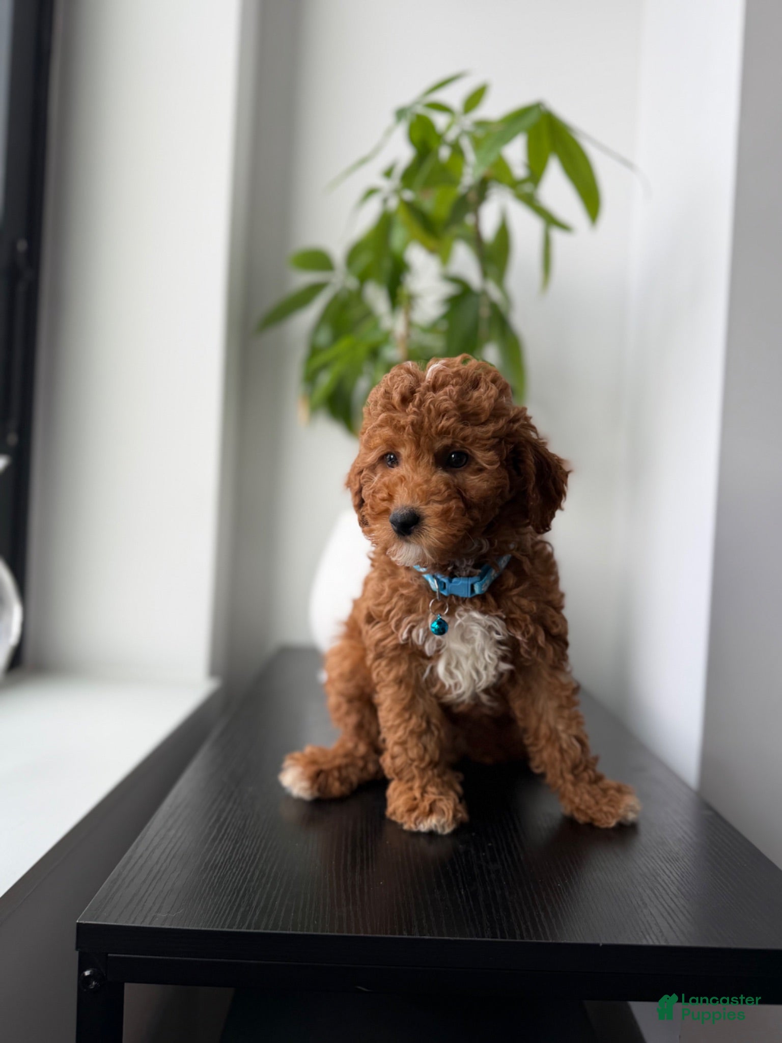 Miniature Poodle dogs Benny - Ad 3